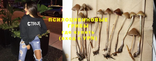 стаф Белокуриха